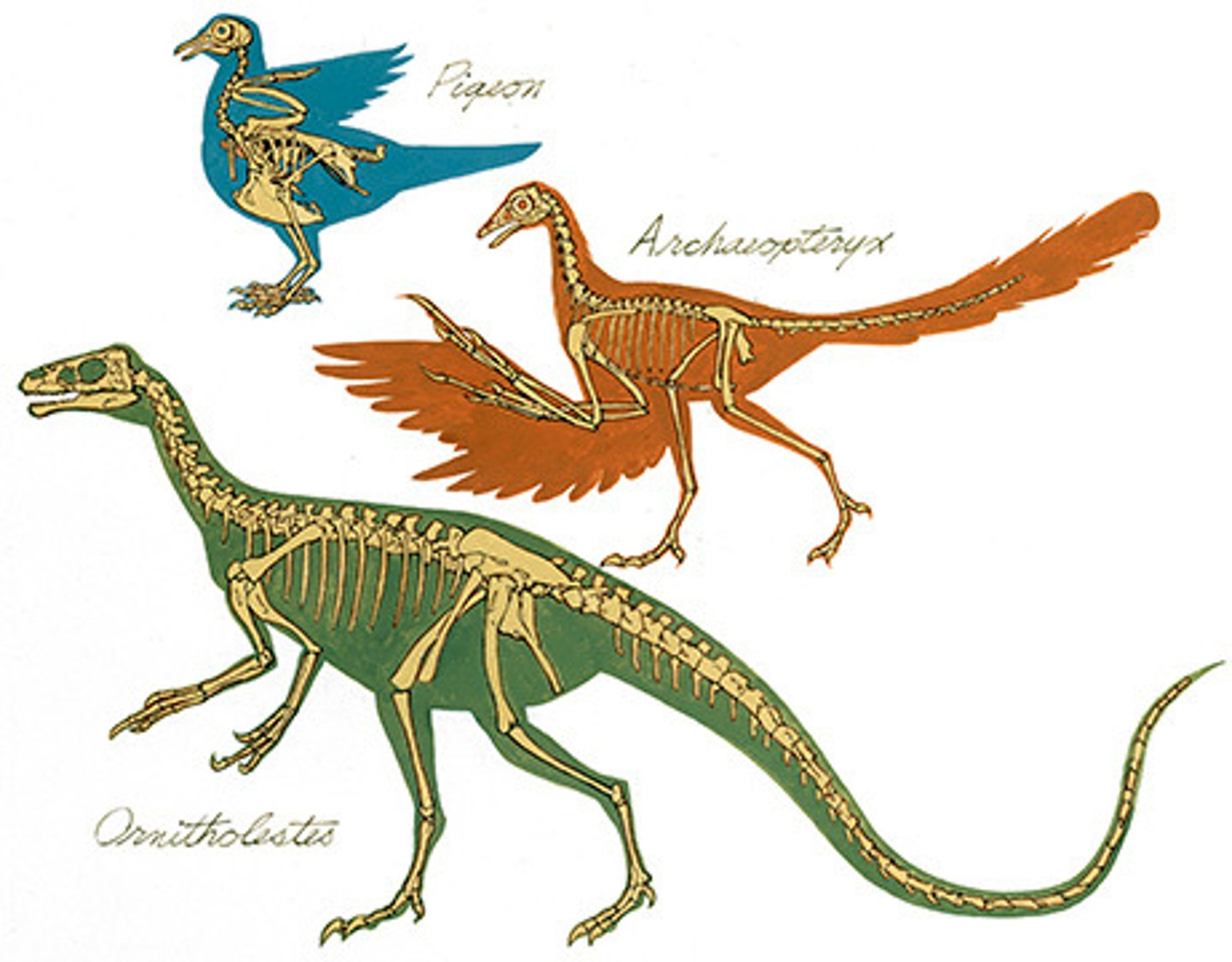 <p>Fossils that provide patterns of evolutionary change from the early ancestors to modern life forms.</p><p>ex) oldest known bird fossil is the archaeopteryx (which was a dinosaur)</p>