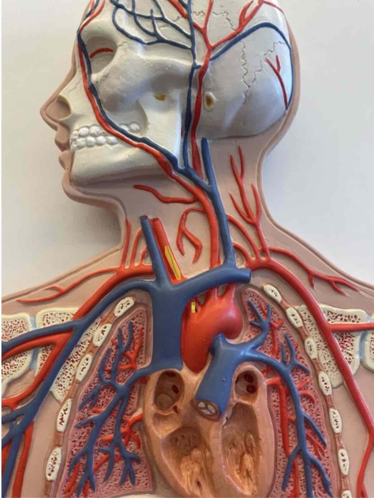 <p>What is the highlighted area</p>