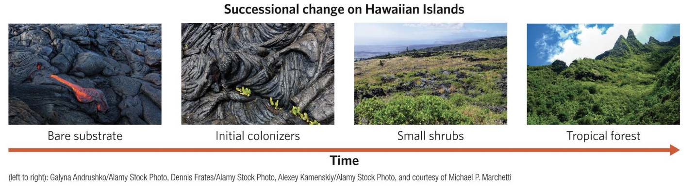 <p>from early colonizing species (pioneer species) to a mature, stable community (often called the climax community).</p><p></p><p>Each stage: Modifies the environment (e.g., adds nutrients, alters soil or light conditions).</p><p></p><p>Creates conditions that make it easier for other species to establish later.</p>