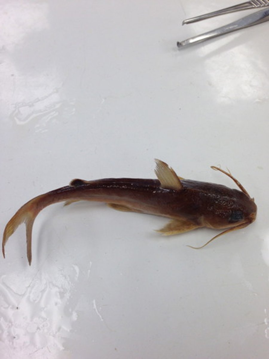 <p>sea catfish</p>