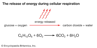 <p>series of chemical reactions that break down glucose to produce ATP</p><p><em>reactants and products in image</em></p>