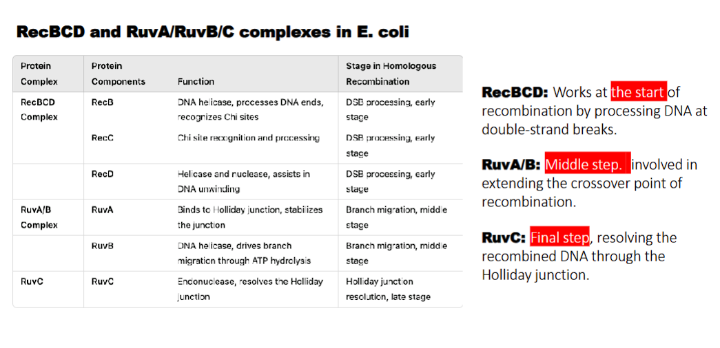 <p>RecB: DNA helicase, processes DNA ends, recognizes Chi sites</p><p>RecC: Chi recognition and processing</p>