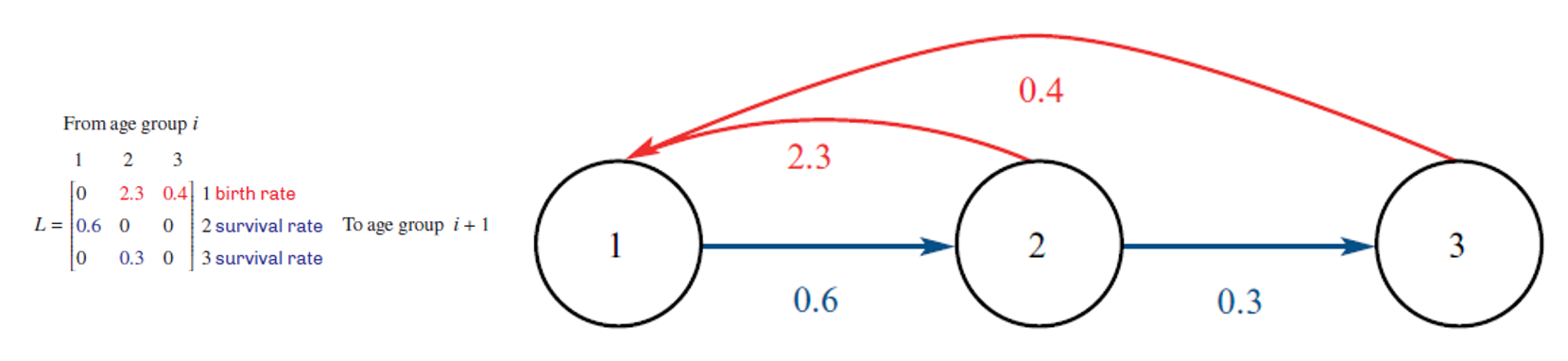 <ul><li><p><strong>Horizontal arrows:</strong> Show the <strong>proportion</strong> of each age group that <strong>progresses to the next</strong> stage.</p></li><li><p><strong>Back arrows to first age group:</strong> Represent the <strong>number of offspring</strong> produced by each age group.</p></li></ul><p></p>