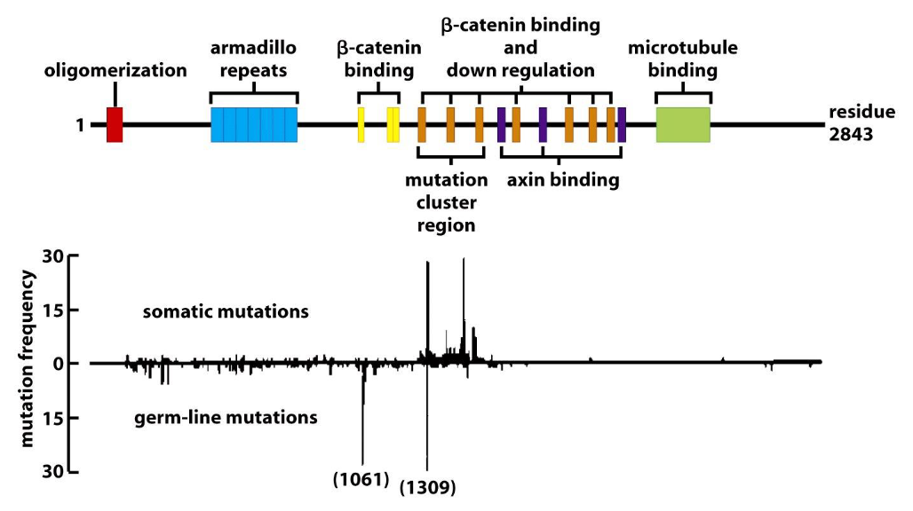 <p><span>Apc protein contains multiple protein binding domains, and the gene encoding Apc___:</span></p>