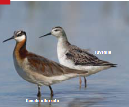 <p><span><span>Phalaropus tricolor </span></span></p>