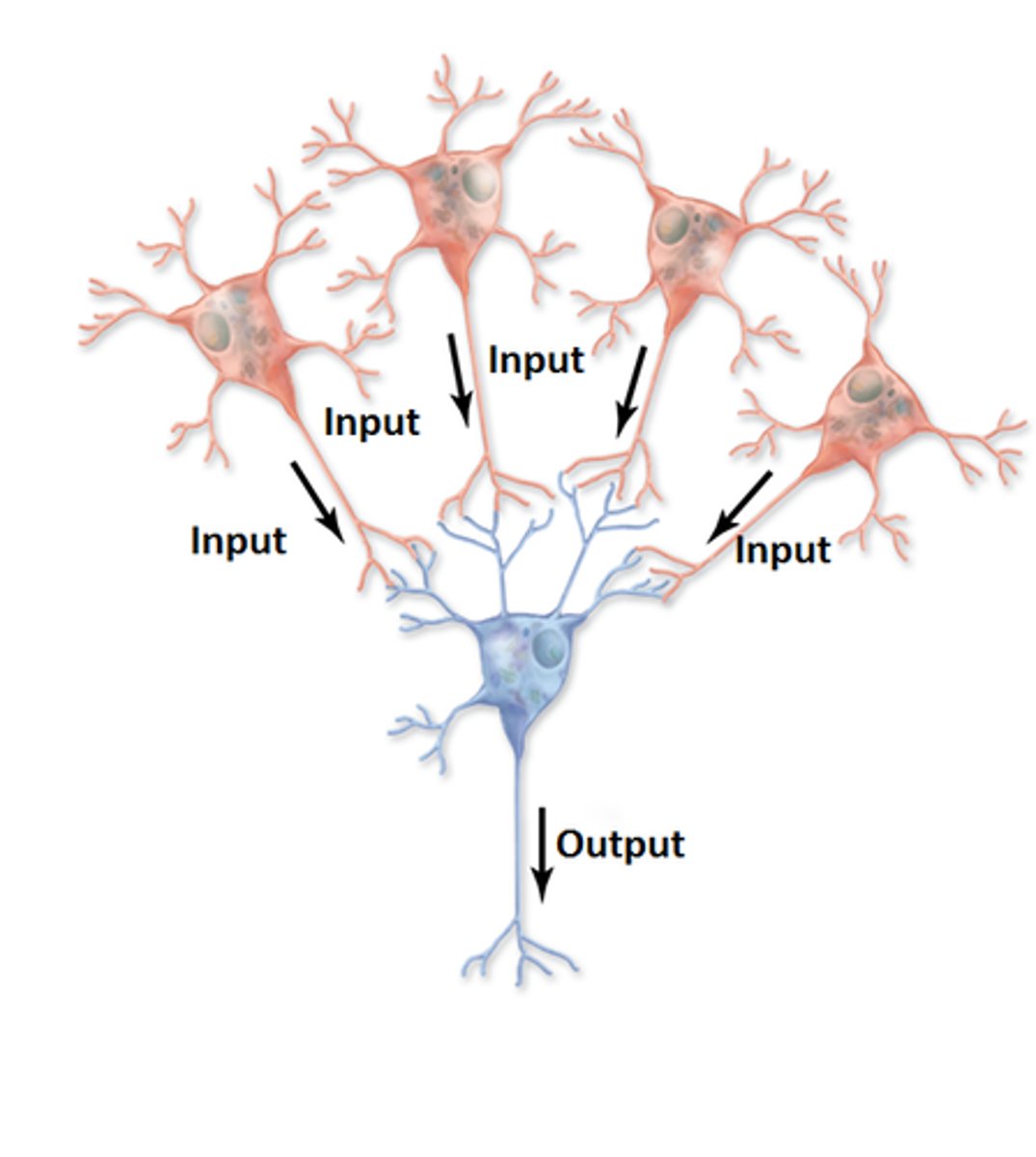 <p>thousands of synapses from many different presynaptic cells can affect a single postsynaptic cell</p>
