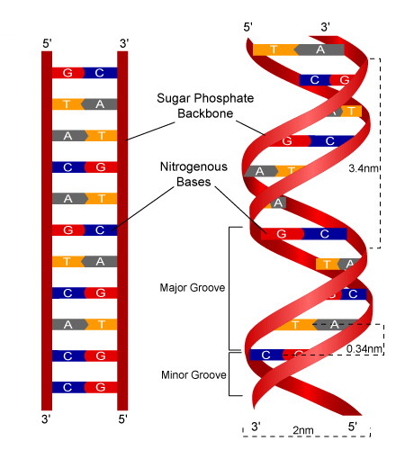 <p>Anti-parallel</p>