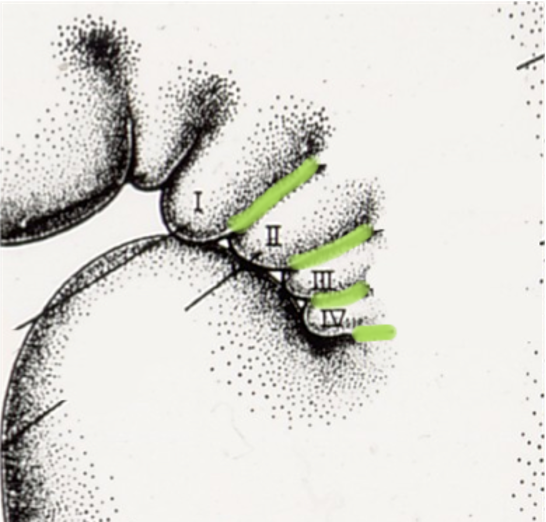 <p>what do the green lines represent</p>