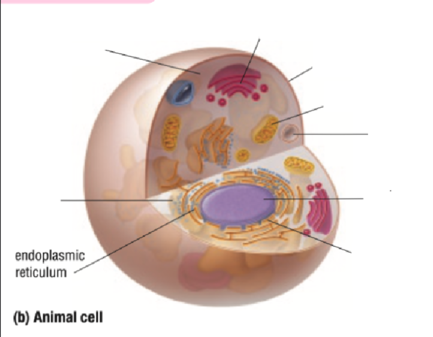 <p>Endoplastic Recticulum</p>