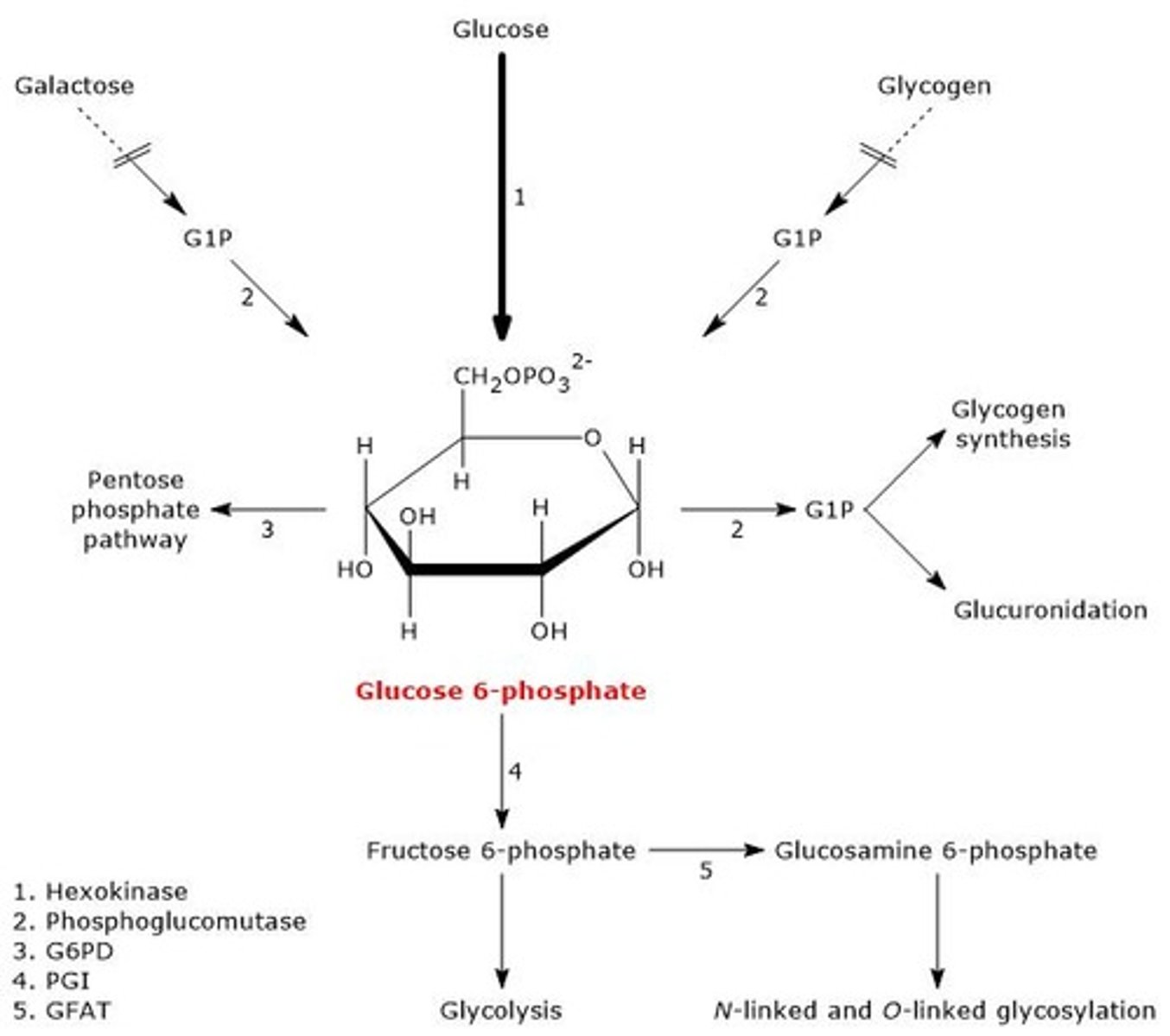 <p>Glycolysis for energy, Pentose Phosphate Pathway for NADPH, glycogen/starch synthesis, hexosamine pathway for protein glycosylation, and gluconeogenesis.</p>