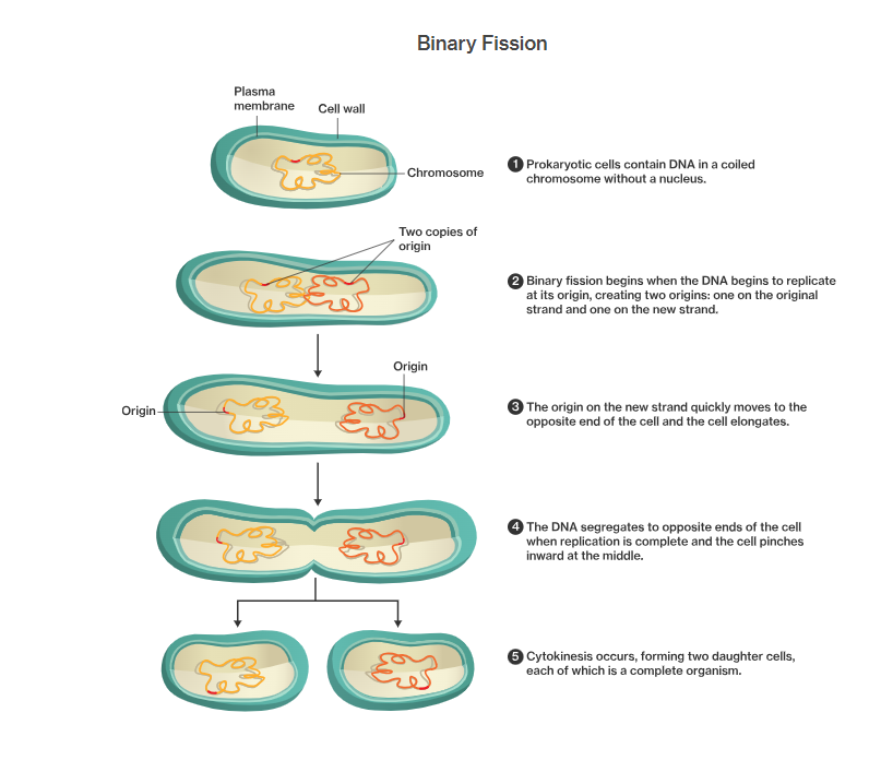 <ul><li><p>DNA replication</p></li><li><p>Elongation of cell</p></li><li><p>DNA moves to opposite ends of the cell</p></li><li><p>septum/ cell membrane formation in the middle </p></li><li><p>Splits into two daughter cells.</p></li></ul>