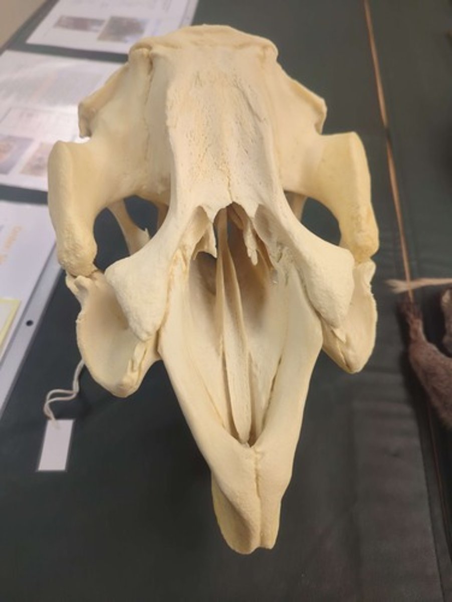 <p>What animal is this? Answer with "Skull" after animal name.</p>