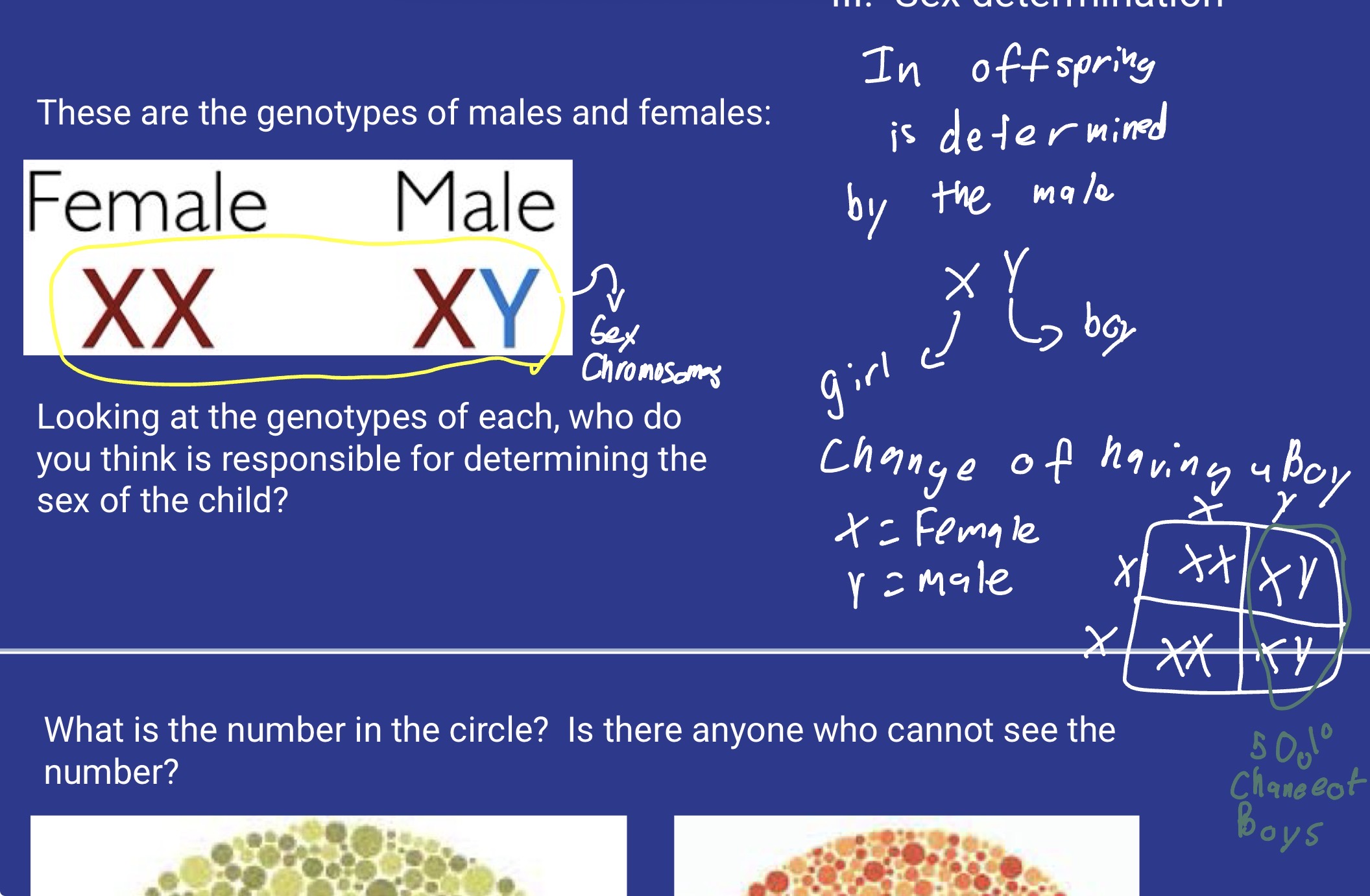<p>In offspring it is determined by the male </p>