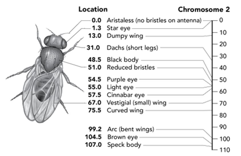 <p>José is really fascinated by what you have shown him so far. He corners you at lunch and asks: “Can crossing-over occur with any combination of genes?” You answer that there are some factors that limit the probability of a particular event. You grab your book again and turn to a gene map showing some of the genes on chromosome 2 of a fruit fly. You explain that the inheritance of some characteristics are linked to other genes, since they are located close to one another on the same chromosome. These genes are less likely to be impacted by crossing over.</p><p></p><p>Using the diagram as a guide, order the following pairs of genes, from least likely to most likely to be impacted by crossing over. Put the least likely to be impacted at the top and the most likely at the bottom.</p><p></p><p>-Star eye and Dumpy wing</p><p>-Black body and Purple eye</p><p>-Brown eye and Curved wing</p><p>-Black body and Short legs</p>