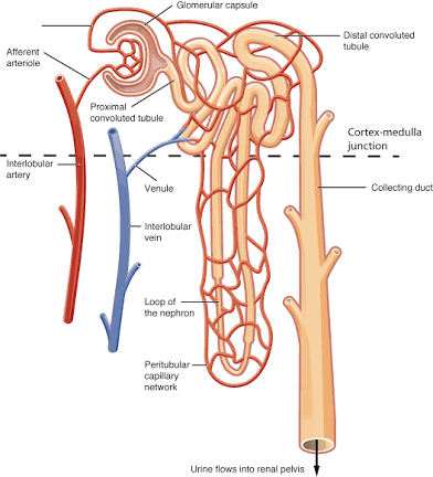 <p>Nephron</p>