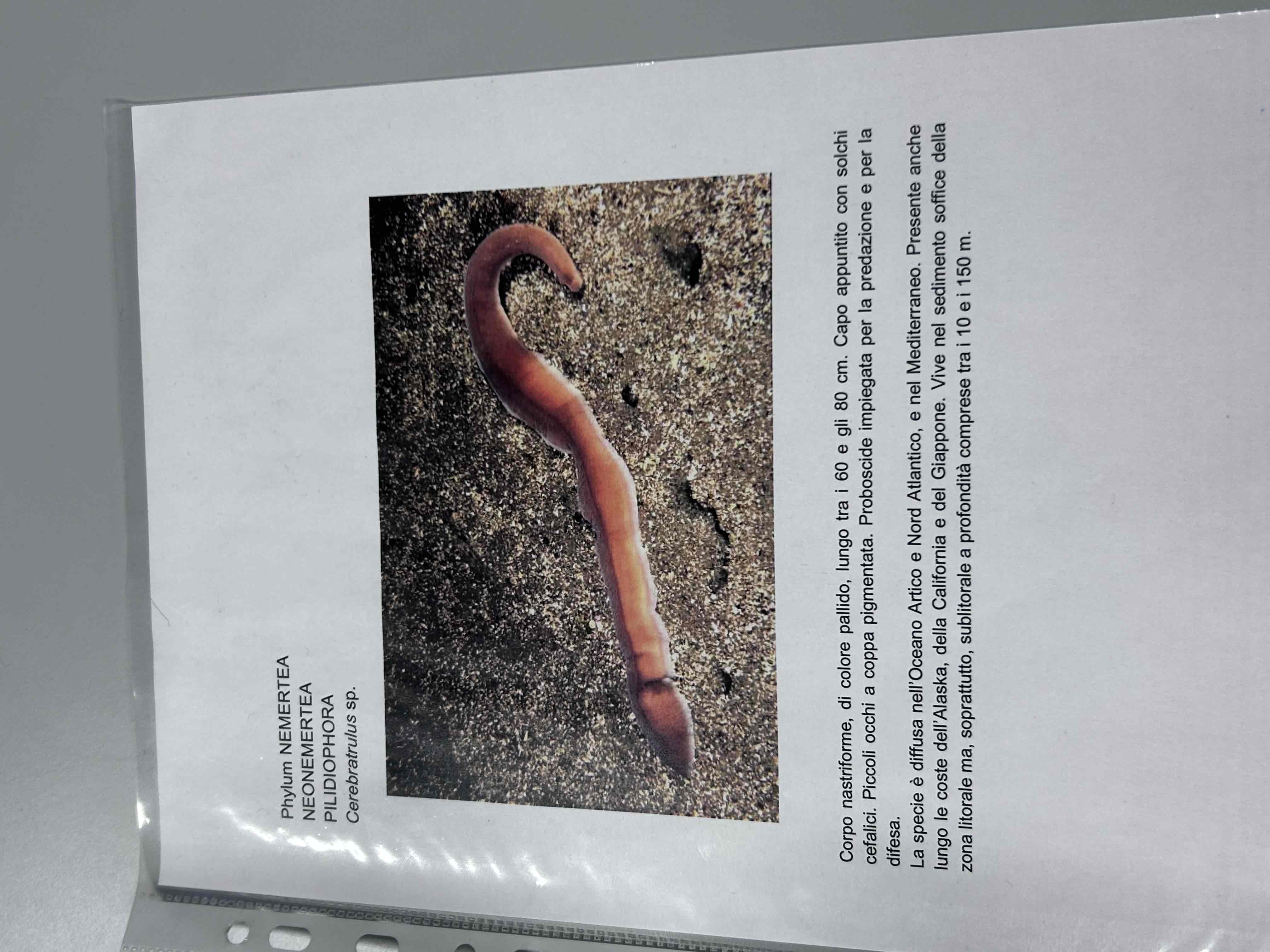 <p>NEMERTINI</p><p>Cerebratulus sp.</p>