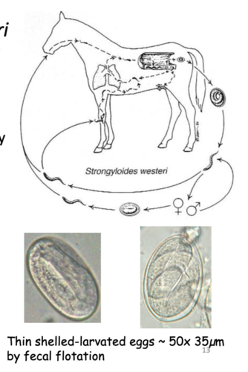 <p>Equine Threadworm</p>
