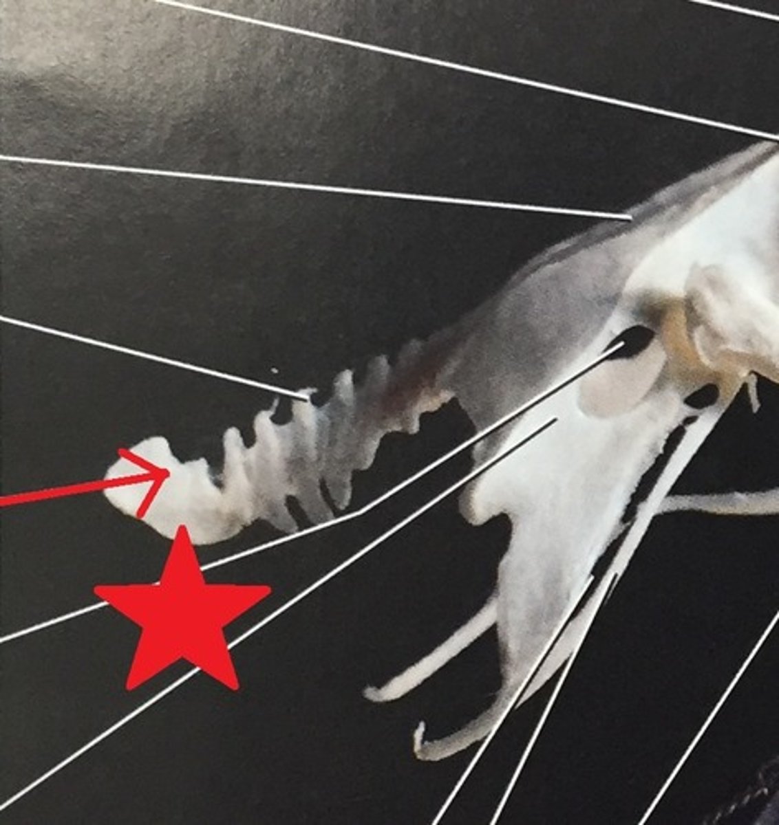 <p>Term for a reduced tail in birds</p>