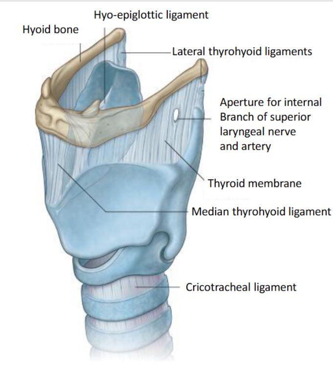 <p><span><strong>3 unpaired:</strong><br>• Thyroid<br>• Cricoid<br>• Epiglottis<br><strong>3 paired:</strong><br>• Arytenoid<br>• Corniculate<br>• Cuneiform </span></p>