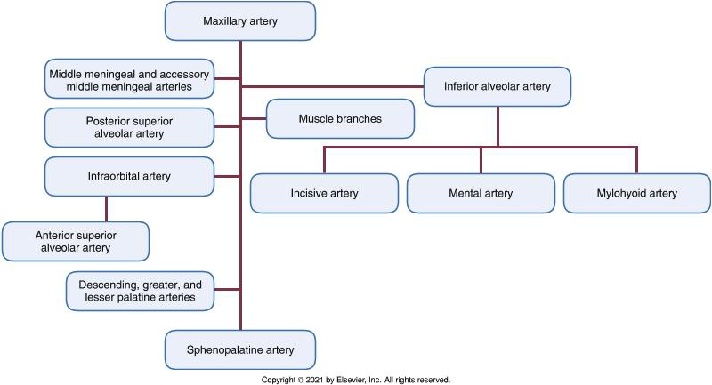 <p>• transverse facial</p><p>• middle temporal artery</p><p>• frontal branch</p><p>• parietal branch</p>