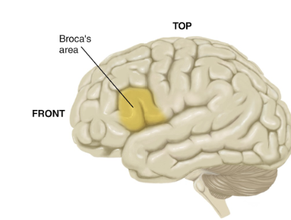 <p>Paul Broca 1861</p>