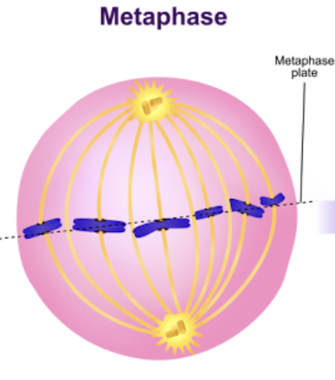 <p><span style="background-color: transparent;"><span>Sister chromatids align along metaphase plate</span></span></p>