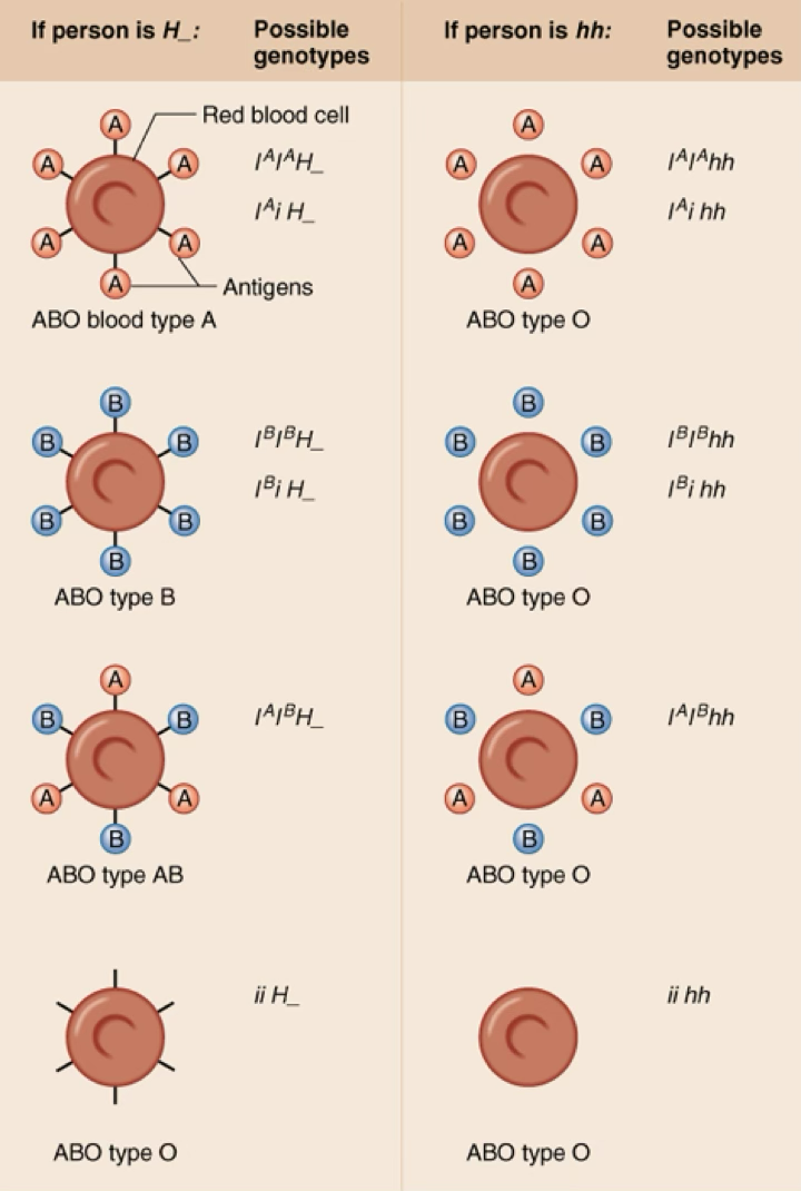 <p>When one gene changes the phenotype of another gene; phenomenon where one gene affects the expression of a second gene; ex red blood cells - protein made by H gene attaches antigens to blood cell (line), so if the blood cell is hh/homozygous recessive, it will be type O even if it has the A or B genotype bc the antigen cannot be attached</p>