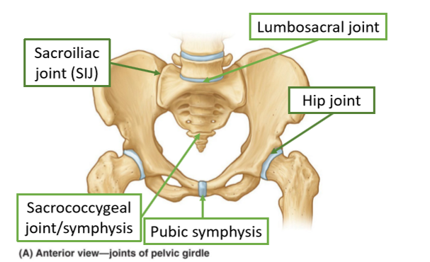 <p>hip joint-femoral acetabular joint, symphysis is not a joint and is stiff</p>