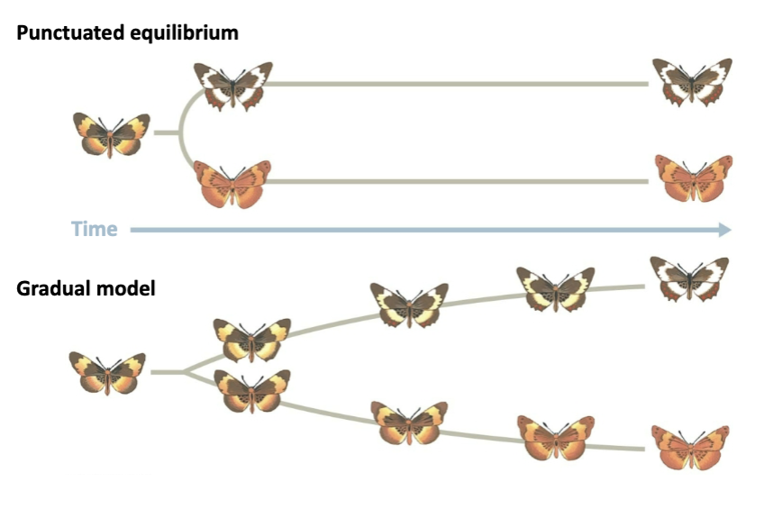 <p>punctuated- short periods of rapid evolution (stasis)</p><p>gradualism- small changes over long periods of time (gradual)</p>