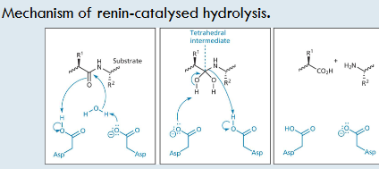 <p>renin inhib e.g. Aliskiren</p>