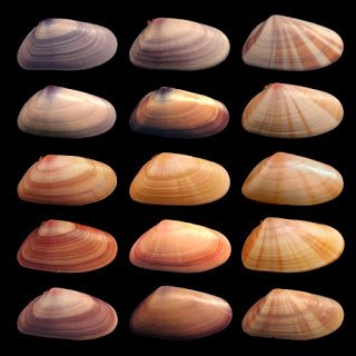 <ul><li><p><span style="color: #e6baf7"><strong>Differences among individual members of a population</strong>.</span><span> </span></p></li><li><p><span>The occurrence of natural variations is a critical part of Charles Darwin's <strong>theory of evolution</strong> by natural selection.</span></p></li></ul><p></p>