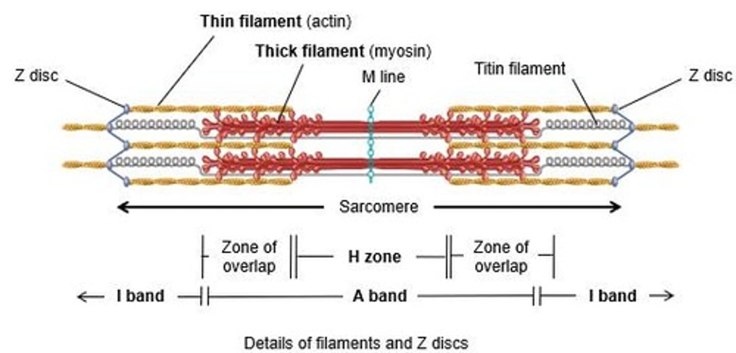 <p>Thick and thin filaments in sarcomeres.</p>