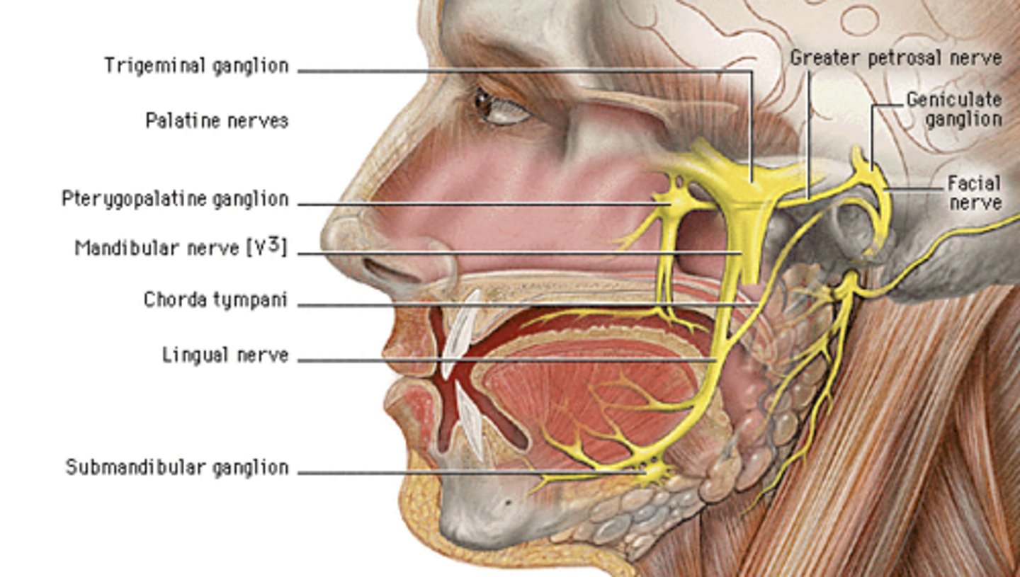 <p>a nerve branch of the facial nerve that travels through the middle ear</p>
