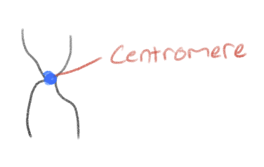 <p>The location of closest attachment between chromatids</p>