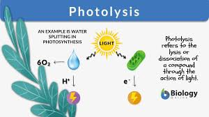 <p>The splitting of water into hydrogen and oxygen gas using light energy absorbed by chlorophyll. </p>