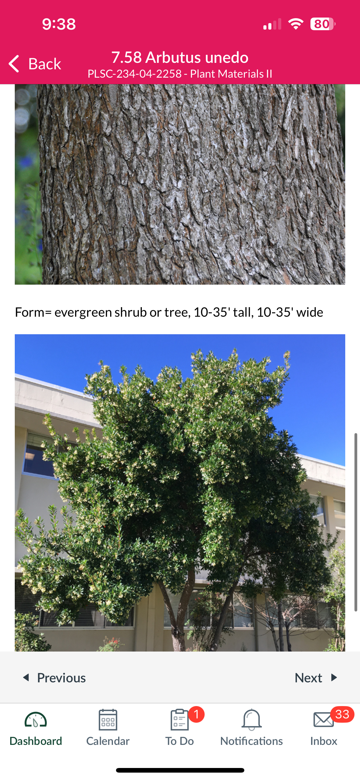 <p>Strawberry tree</p>