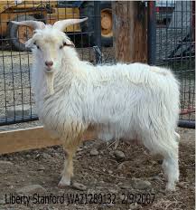 <p>Varied in color, Horned, Small to medium size, Originates in Australia/New Zealand, Introduced to US during the 1980s, Tolerant, Independent, Primarily used for fiber and cashmere production, 60% of the world’s supply of cashmere is produced in China</p>