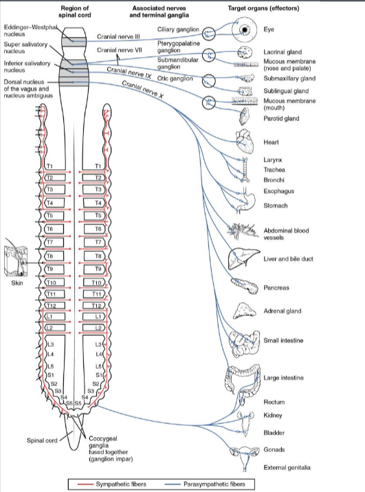 <ul><li><p>cell bodies of preganglionic neurons of PS division (right side, pink) located in the nuclei of cranial nerves III, VII, IX, and X and the lateral gray horns of sacral nerves 2-4</p></li><li><p>Parasympathetic division also called the craniosacral division</p></li><li><p>preganglionic fiber may stimulate several postganglionic fibers, but they all usually go to the same target organ</p></li><li><p>most of the cranial outflow (80%) of this division is through cranial nerve X, the vagus nerve</p></li><li><p>note the long preganglionic fiber that synapses with the postganglionic fiber close to, or in the wall of, the target organ</p></li></ul><p></p>