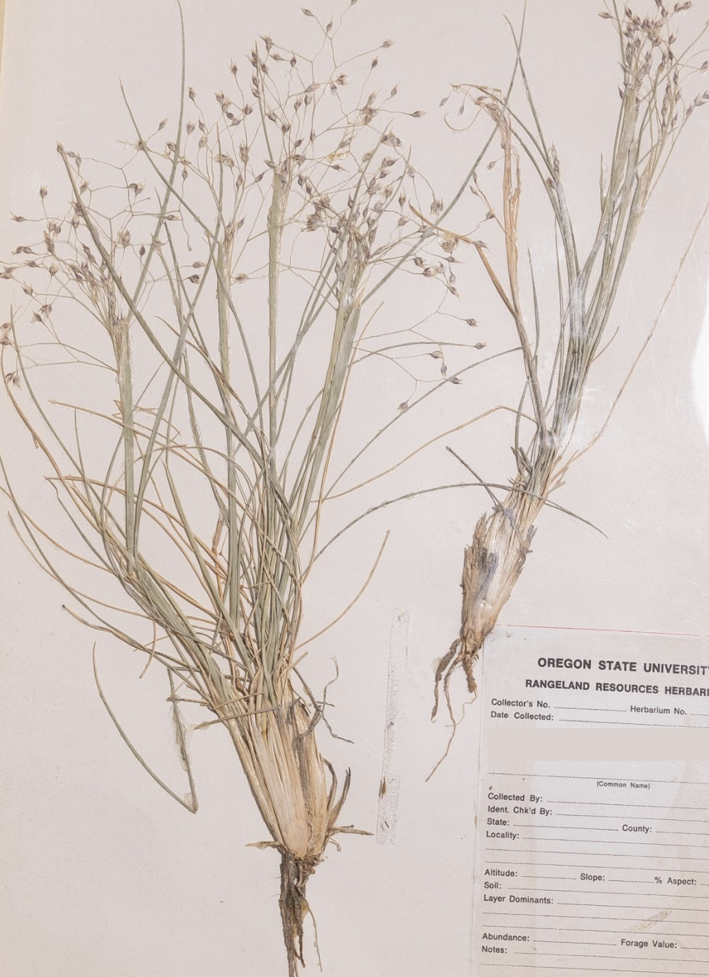 <p>What is this plant’s scientific name?</p>