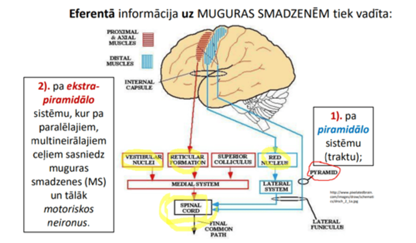<p>1) pa piramidālo sistēmu (traktu);</p><p>2) pa ekstrapiramidālo sistēmu, kur pa paralēlajiem, multineirālajiem ceļiem sasniedz muguras smadzenes (MS) un tālāk motoriskos neironus.</p>