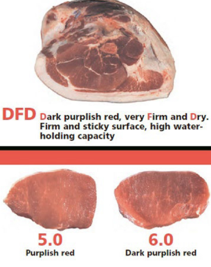 <ul><li><p>Dark colored loin eyes not desirable to consumers</p></li><li><p>Dry and firm to the touch</p></li><li><p>Sticky surface</p></li><li><p>High-water holding capacity</p></li></ul><p></p>