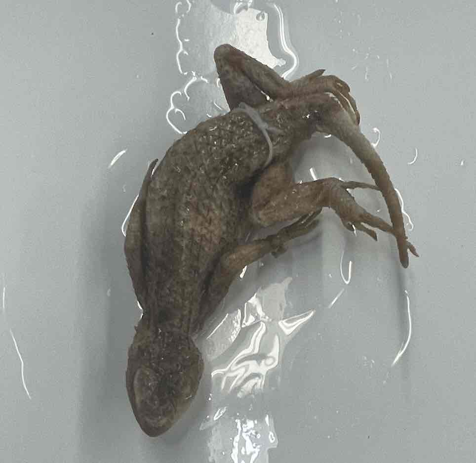 <p>Texas Spiny lizard</p>