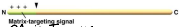 <p>Only the Matrix Targeting Signal.</p>