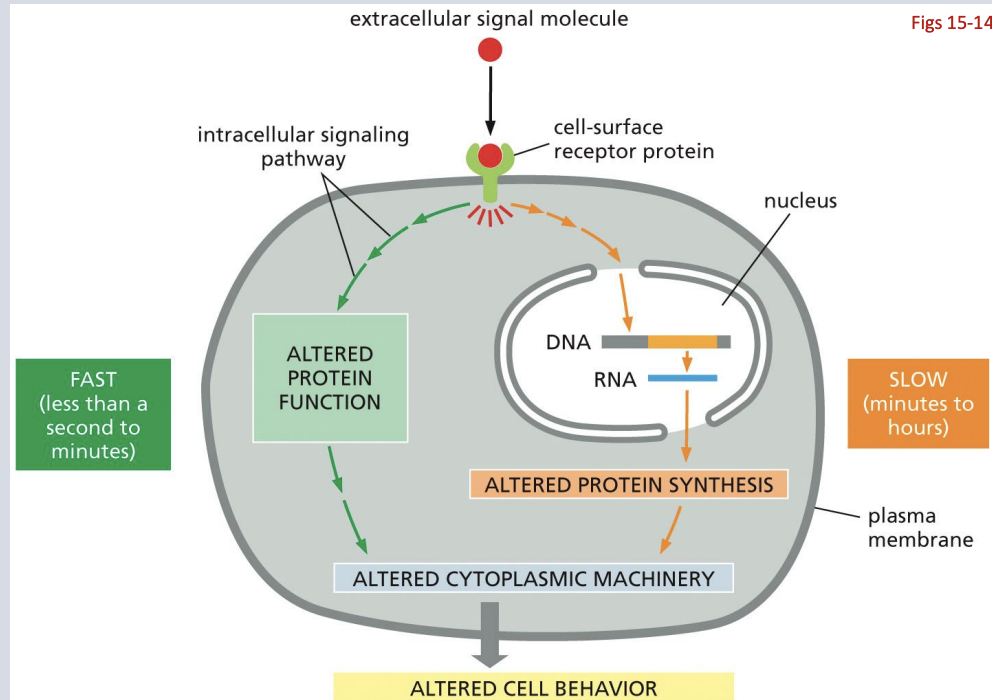 <p>both</p><p></p><p>Many cellular signaling responses occur through regulation of gene expression (transcription) This takes time as the signal must be transmitted to the nucleus, then impact transcription and then impact translation</p><p></p><p>The fastest signaling responses involve direct modification of existing proteins to rapidly alter cellular processes</p>