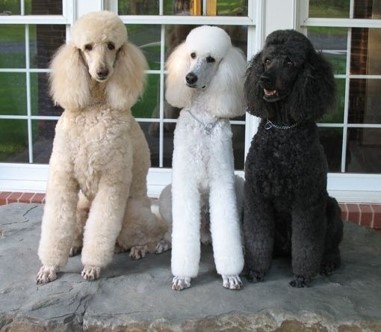 <p>Poodle (standard)</p>