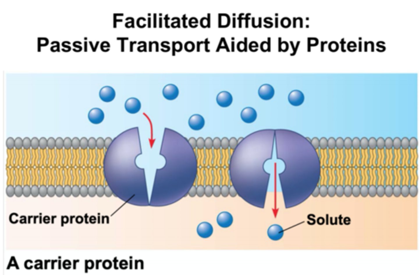 <p>-still no energy required, but only one molecule crosses at a time</p><p>-transport of larger polar molecules like glucose and amino acids</p><p>-binding of a chemical stimulus causes a shape change</p>