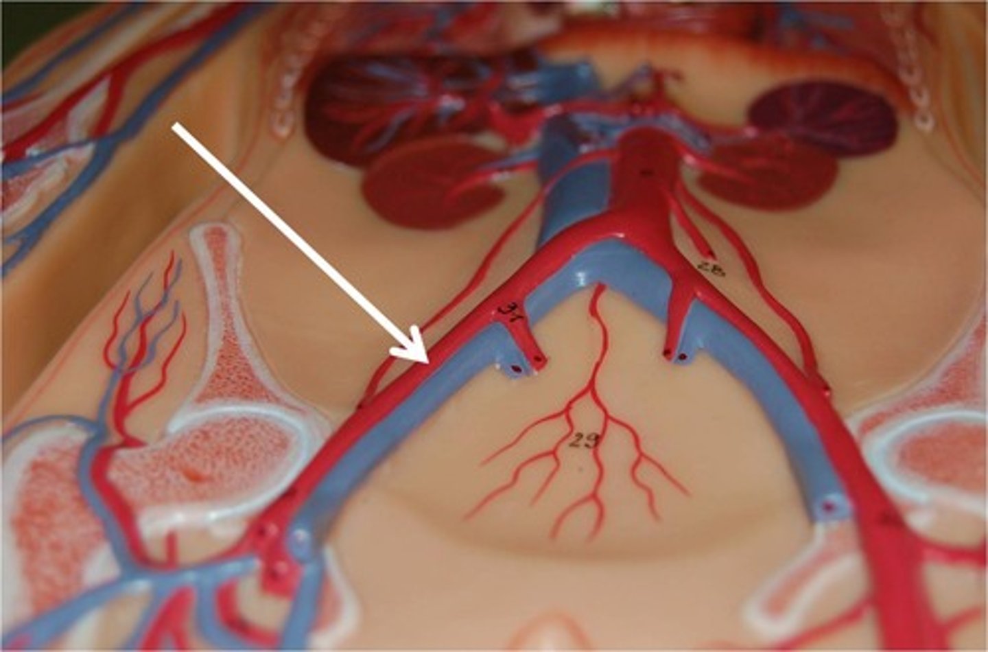 <p>runs blood to inferior vena cava</p>