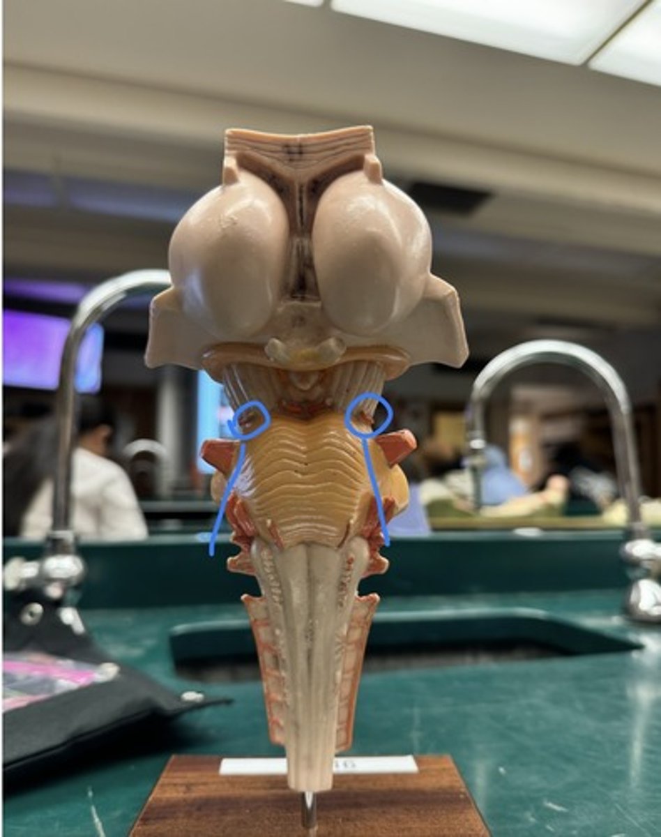 <p>identify arrow</p>