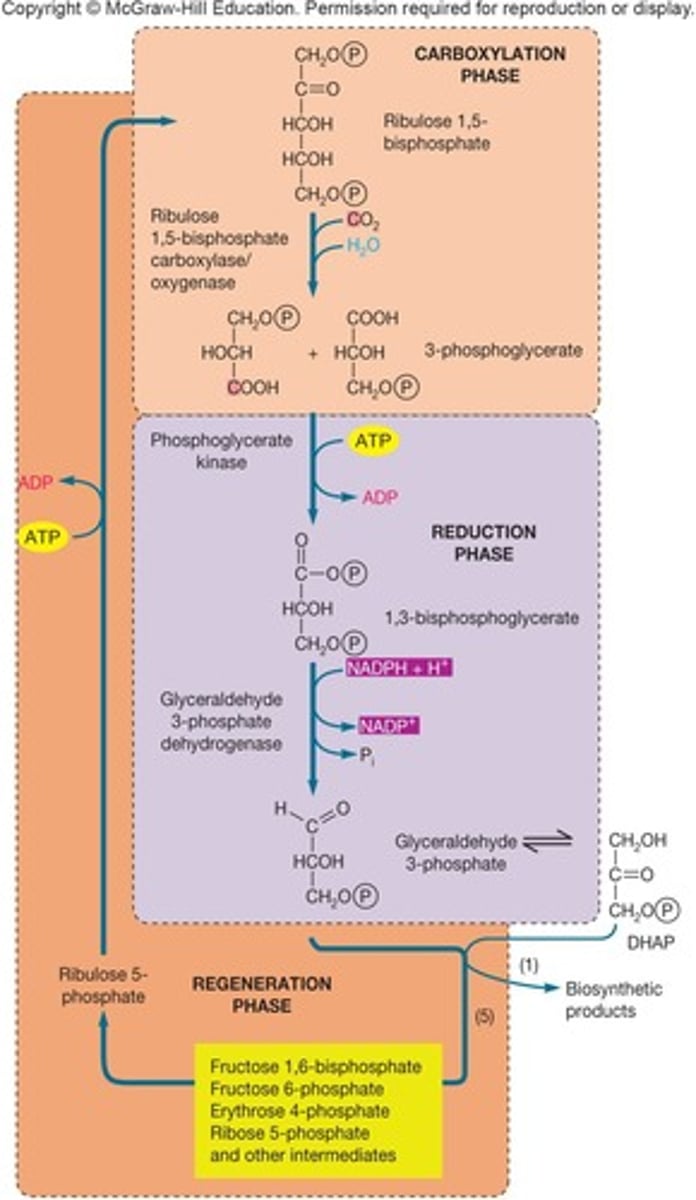 <p>Carboxylation, reduction, and regeneration.</p>
