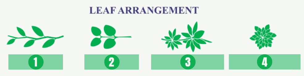 <p>1 - One leaf per node</p>